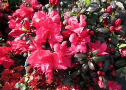 Rhododendron japonica Maruschka / Törpe japán azálea
